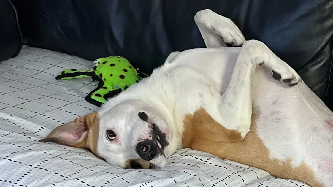 Is It OK To Have Sex In Front Of Your Dog?