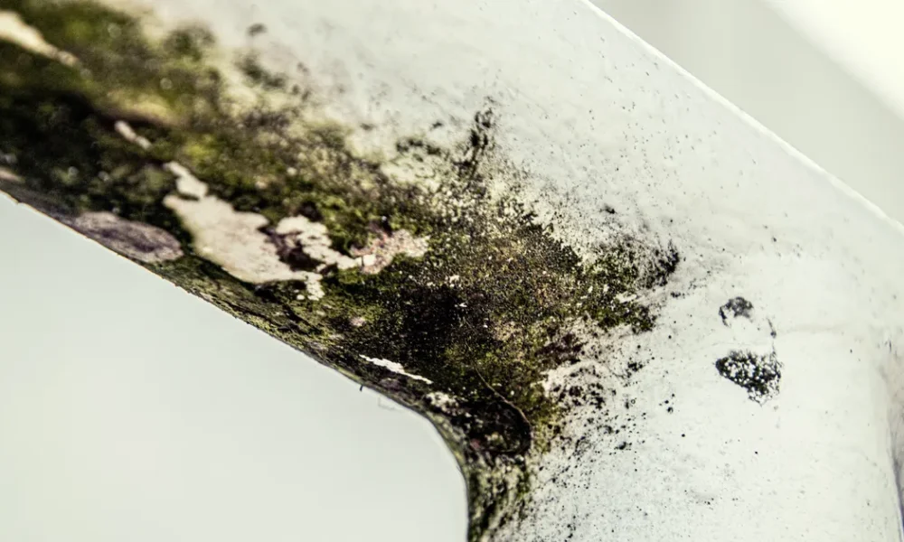 Best Products To Fight Mould