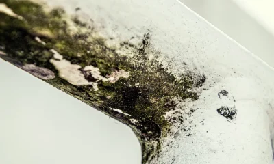 Best Products To Fight Mould