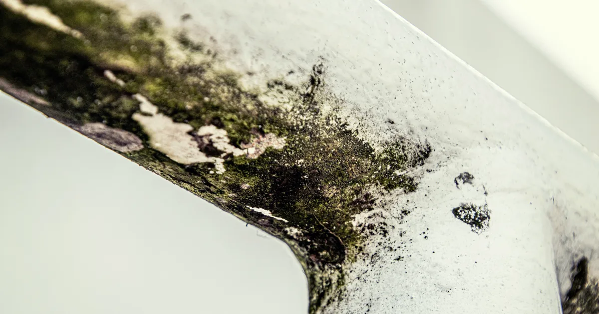 Best Products To Fight Mould