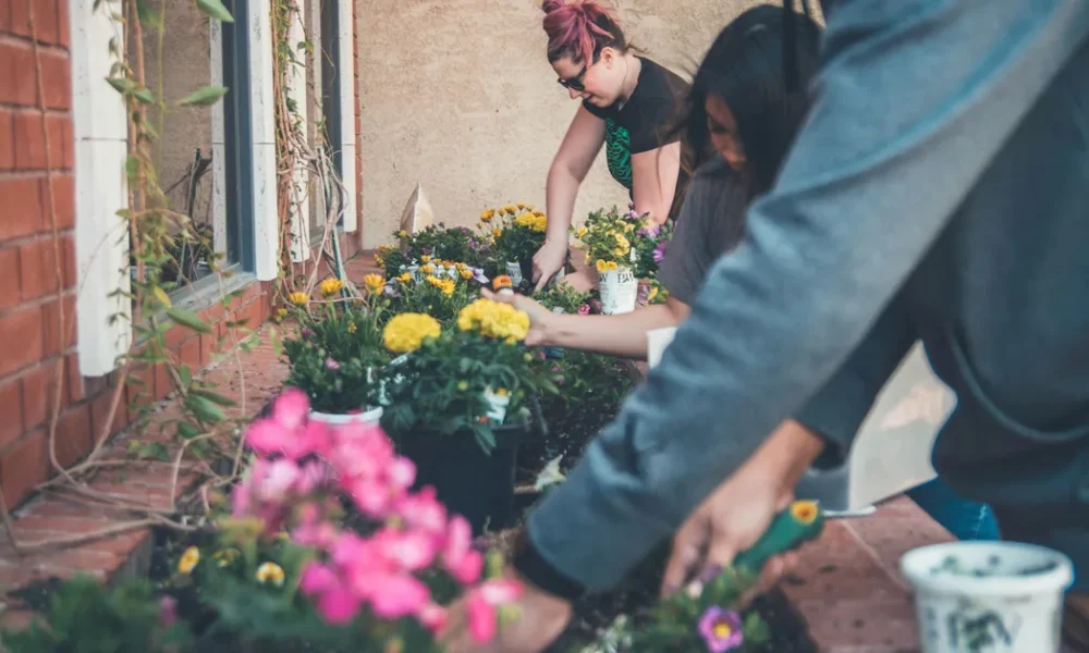 3 Low-Maintenance Plants For Gardening Beginners
