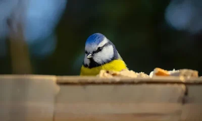 So THAT's How Often You Should Clean Bird Feeders