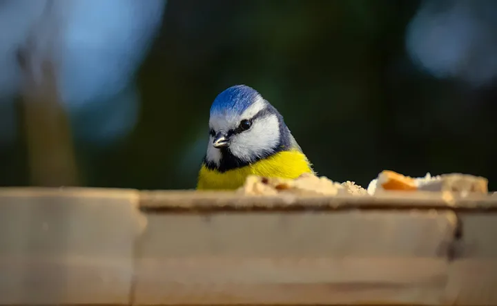 So THAT's How Often You Should Clean Bird Feeders