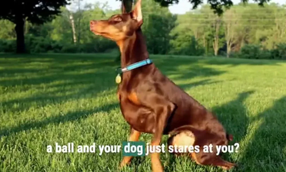 Apparently, dogs might know when you’re lying to them