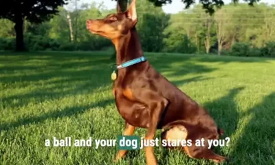 Apparently, dogs might know when you’re lying to them