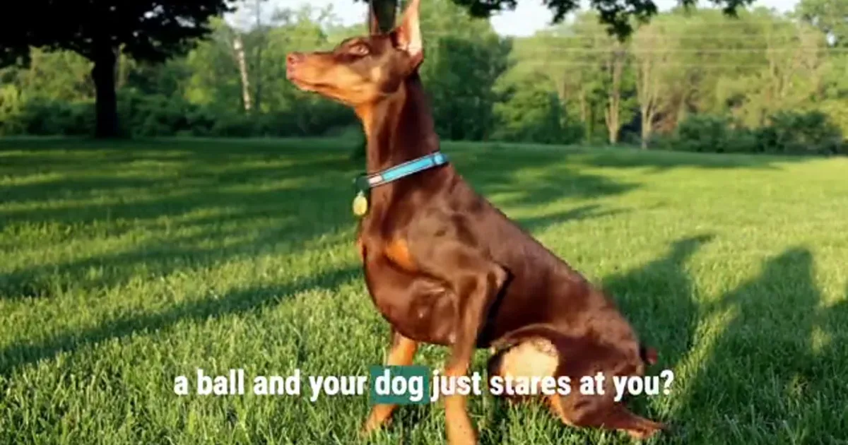 Apparently, dogs might know when you’re lying to them