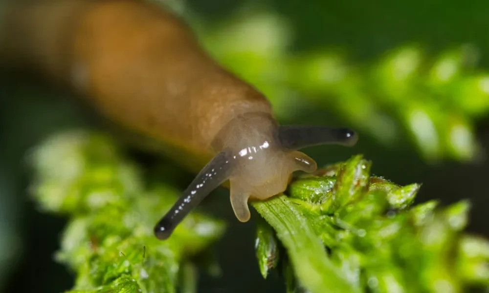 The Best Time To Water Your Garden To Get Rid Of Slugs