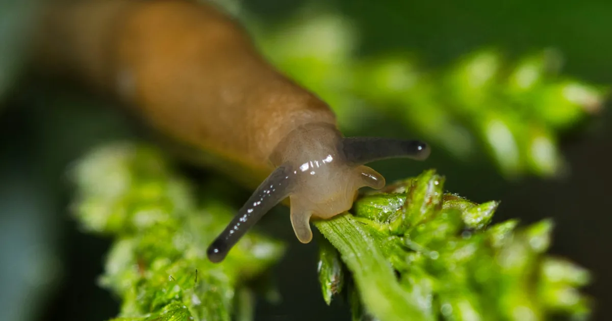 The Best Time To Water Your Garden To Get Rid Of Slugs