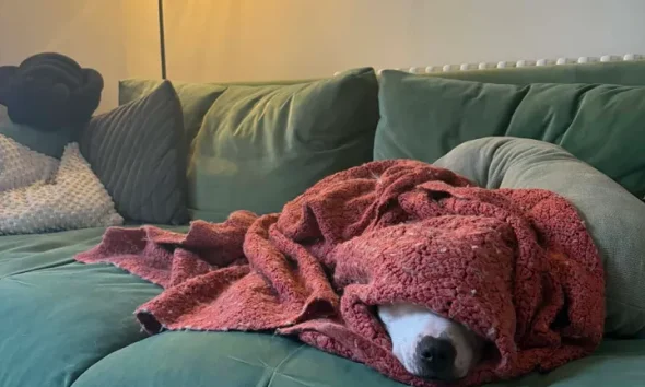 Chase loves the sofa