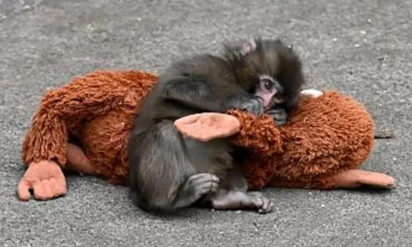 Punch The Monkey: Why Plush Toys Help Humans And Animals