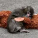 Punch The Monkey: Why Plush Toys Help Humans And Animals
