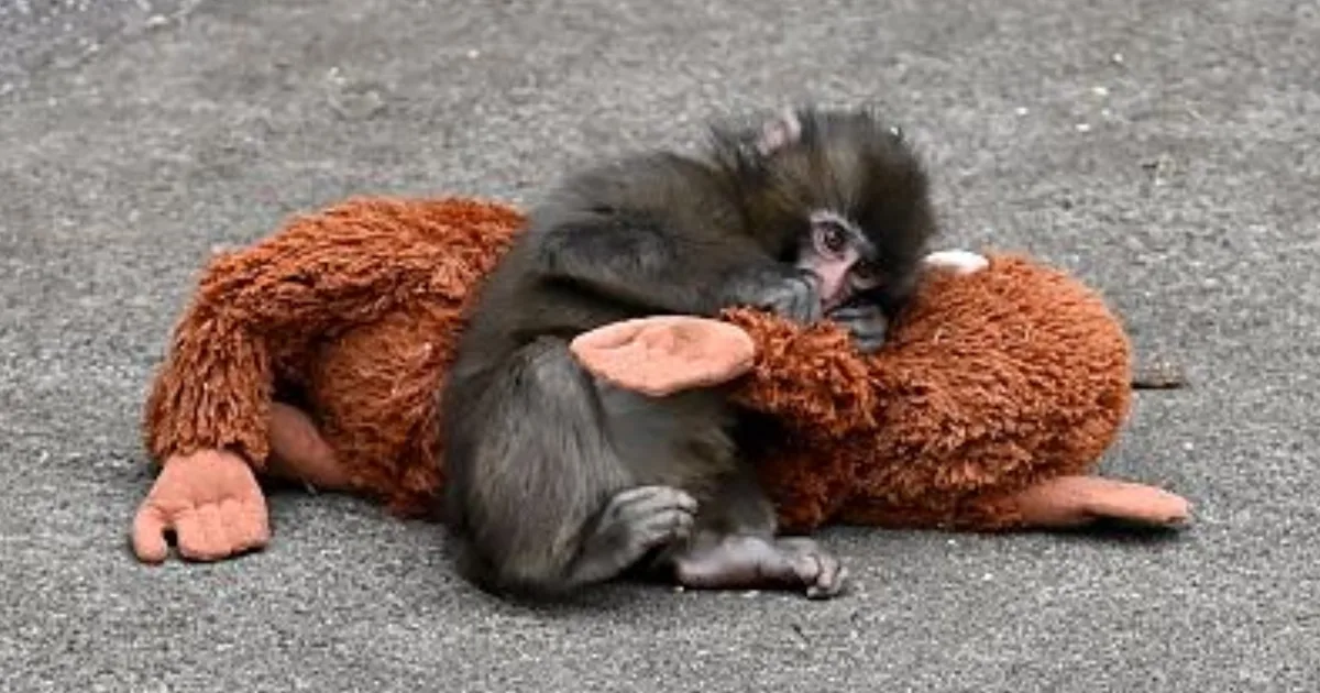 Punch The Monkey: Why Plush Toys Help Humans And Animals