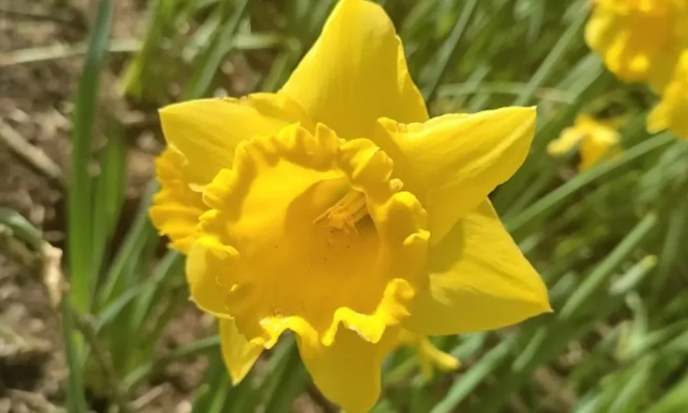 6 Gardening Jobs To Complete In March