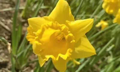 6 Gardening Jobs To Complete In March