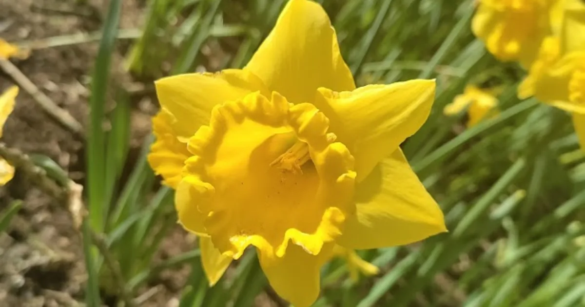 6 Gardening Jobs To Complete In March