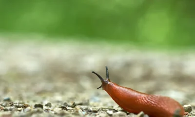 Will There Be A Lot Of Slugs This Year? Probably, Sorry