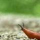 Will There Be A Lot Of Slugs This Year? Probably, Sorry