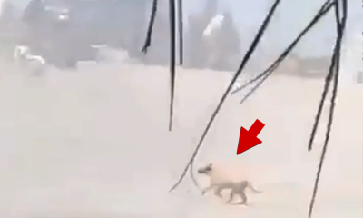 022226_puerto_vallarta_explosion_dog_primary