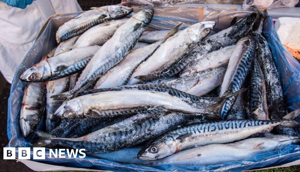 Waitrose to suspend mackerel sales due to overfishing concerns
