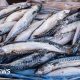 Waitrose to suspend mackerel sales due to overfishing concerns