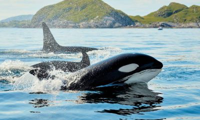 Web of undersea cables poised to become marine observatory