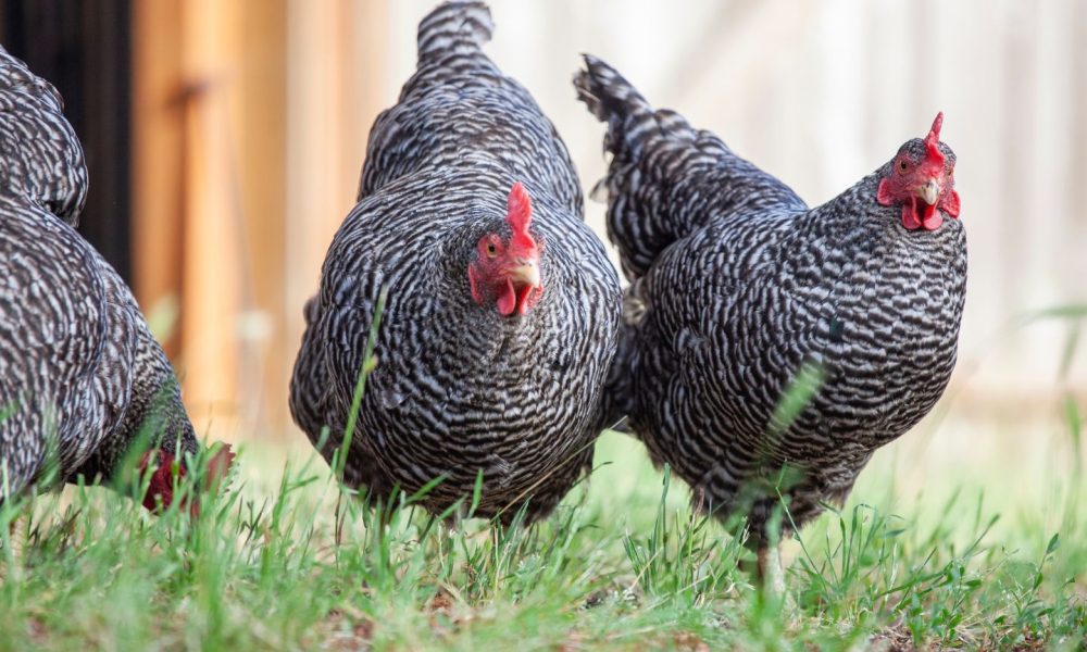 Opinion: Red meat margins to remain tight