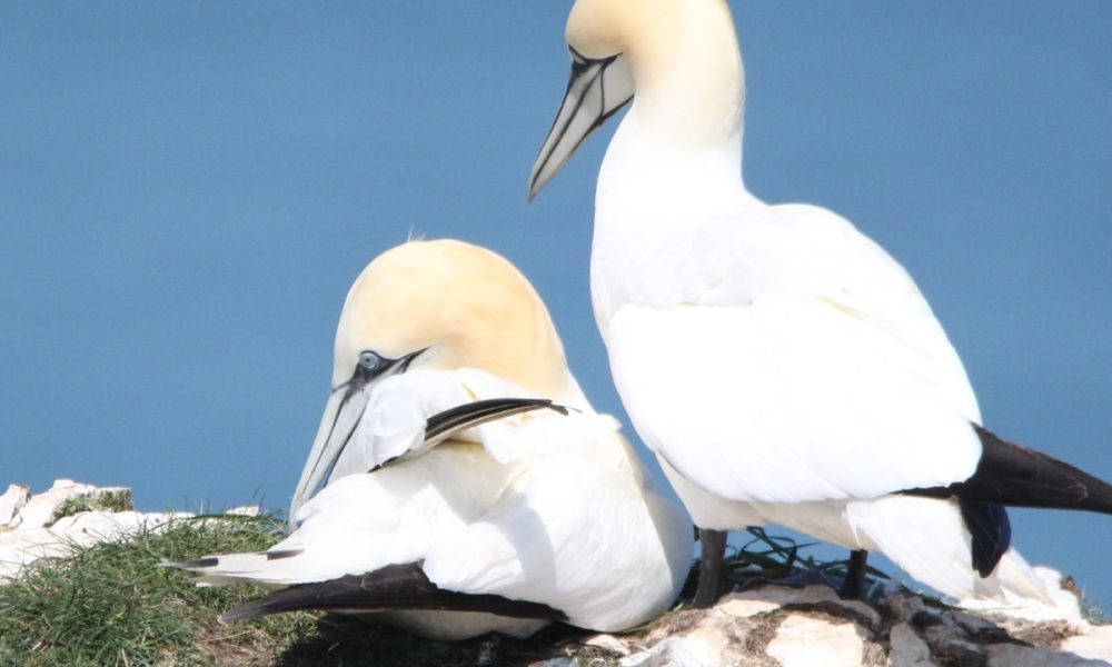 25,000 back calls for NatureScot to end controversial guga hunt