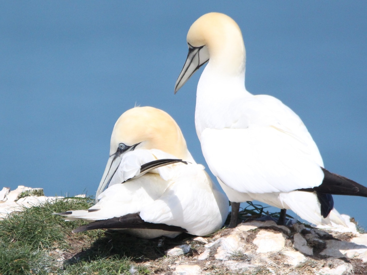 25,000 back calls for NatureScot to end controversial guga hunt