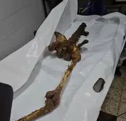 Gaza receives 55 mutilated bodies and 66 bags of skulls from Israel