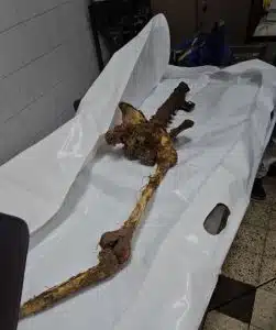 Gaza receives 55 mutilated bodies and 66 bags of skulls from Israel