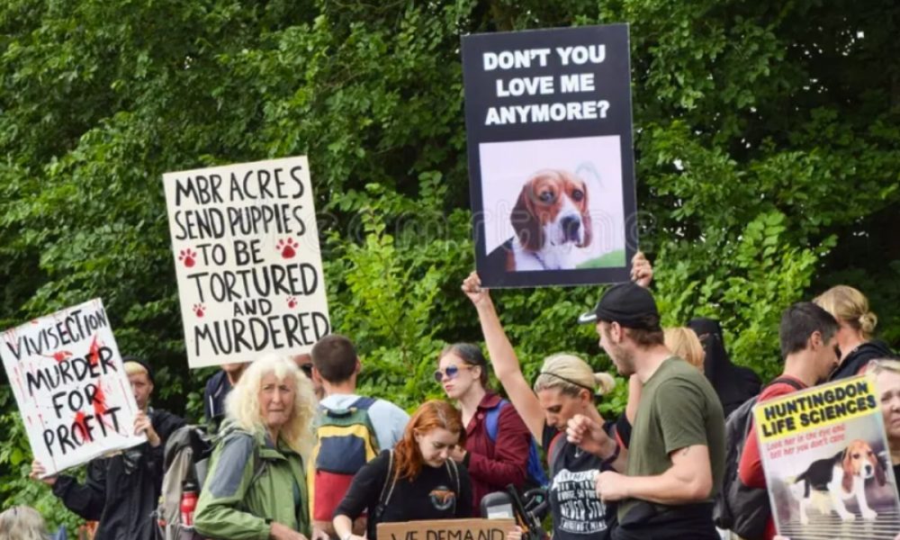 Law change against animal testing protest 'draconian and almost certainly unlawful'