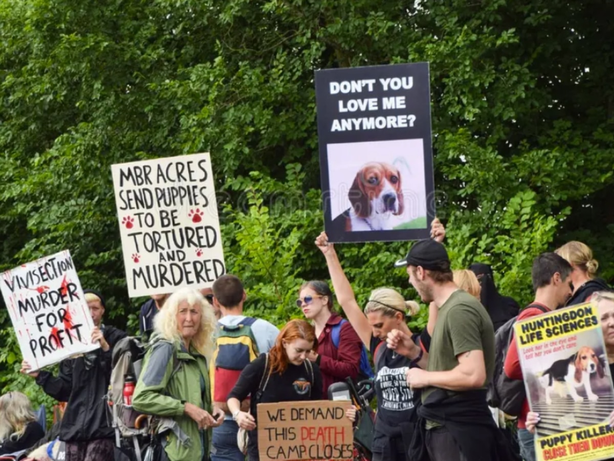Law change against animal testing protest 'draconian and almost certainly unlawful'