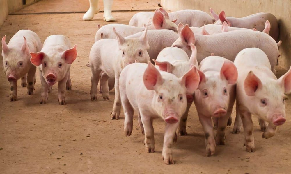 Feds Seize $61 Million in Tether Linked to 'Pig Butchering' Crypto Scams