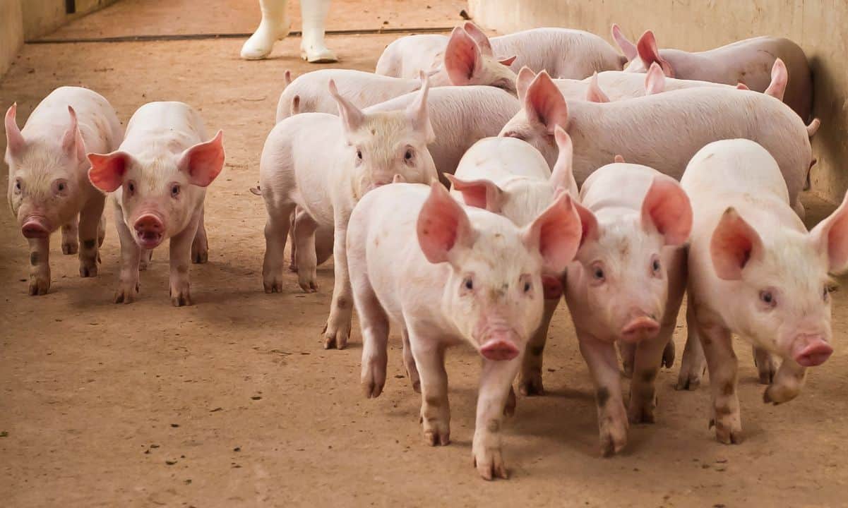 Feds Seize $61 Million in Tether Linked to 'Pig Butchering' Crypto Scams