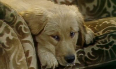 The 80s Family Sitcom That Killed Off Its Cast And Traumatized A Generation