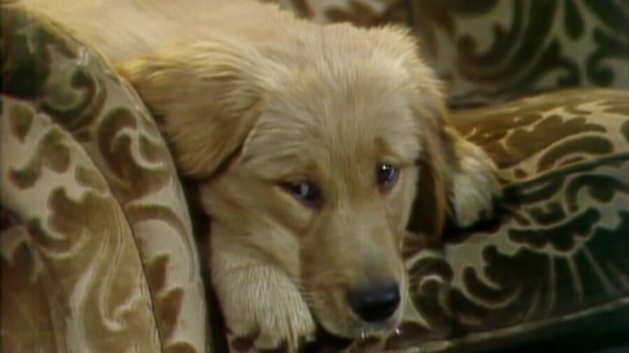 The 80s Family Sitcom That Killed Off Its Cast And Traumatized A Generation