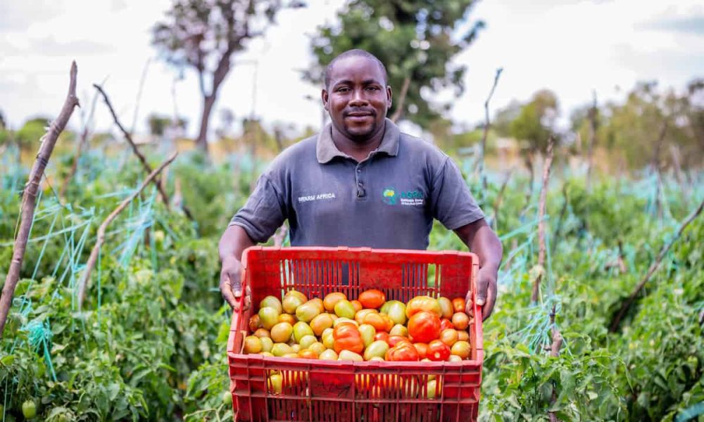 Regenerative agriculture sows success in Kenya