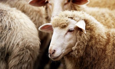 WorkSafe targets 'widespread' WA abattoir safety issues