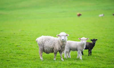 Farm owner fined over shearer death in the Wheatbelt
