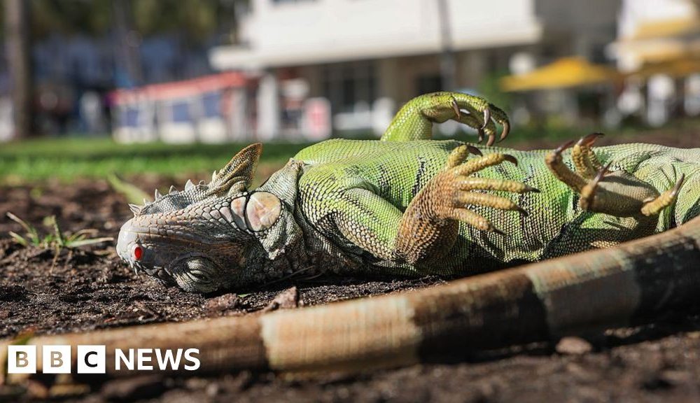 Florida iguanas are 'cold stunned' and falling from trees