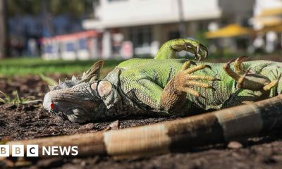 Florida iguanas are 'cold stunned' and falling from trees