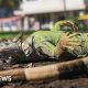 Florida iguanas are 'cold stunned' and falling from trees