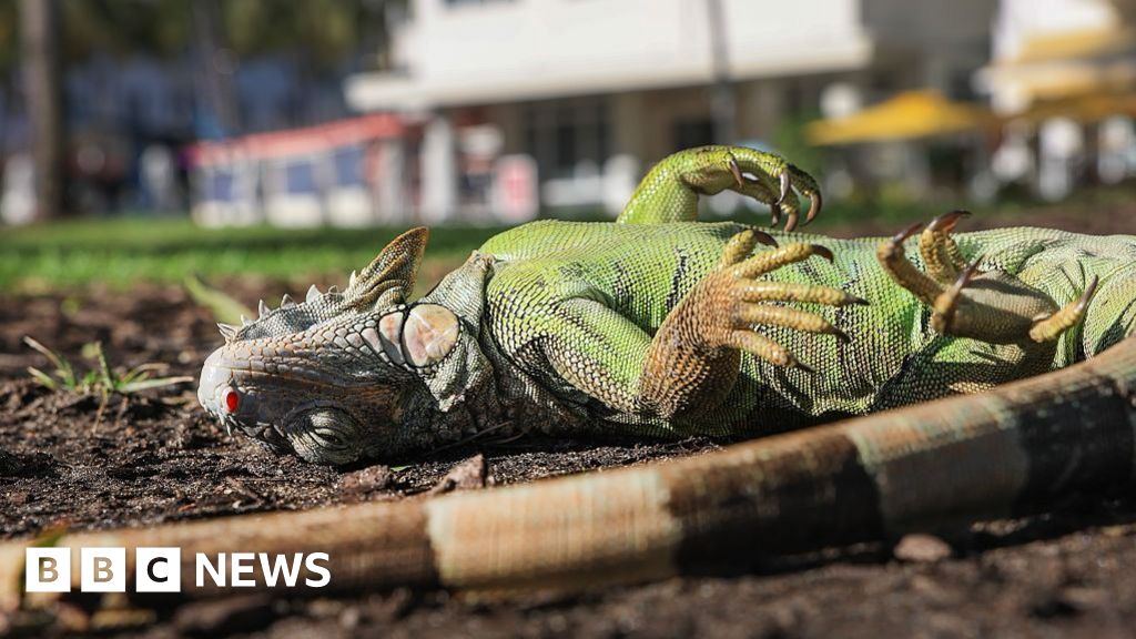 Florida iguanas are 'cold stunned' and falling from trees