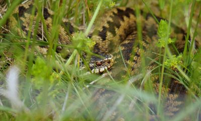 How species spotting took hold of a rural community -