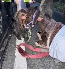 Pregnant horse killed on road sparks calls for ban