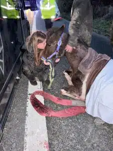 Pregnant horse killed on road sparks calls for ban