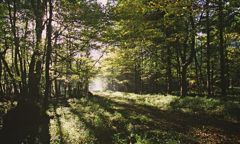 Simon Dudley: 'Forest City 1' is a recipe for disaster dressed up as progress, and will end up a migrant city