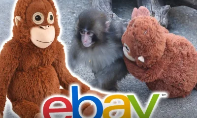 ikea-orangutan-main-getty-ikea-1