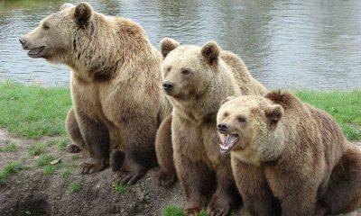 CryptoQuant Breaks Down Current Bear Market Signals