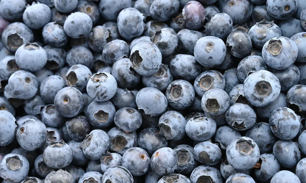 FDA recalls 55,000 pounds frozen blueberries over potential Listeria